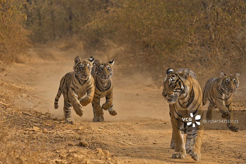 老虎家庭图片素材