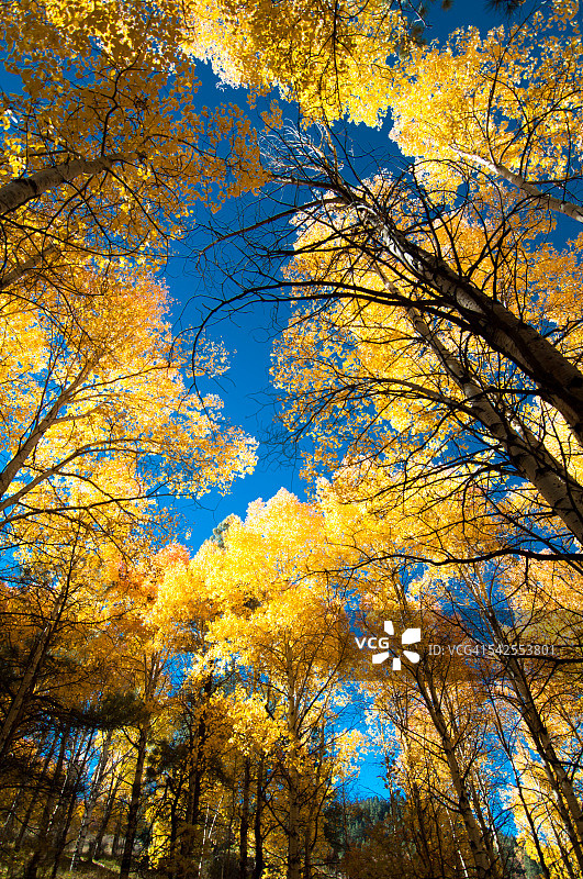 仰望秋色图片素材