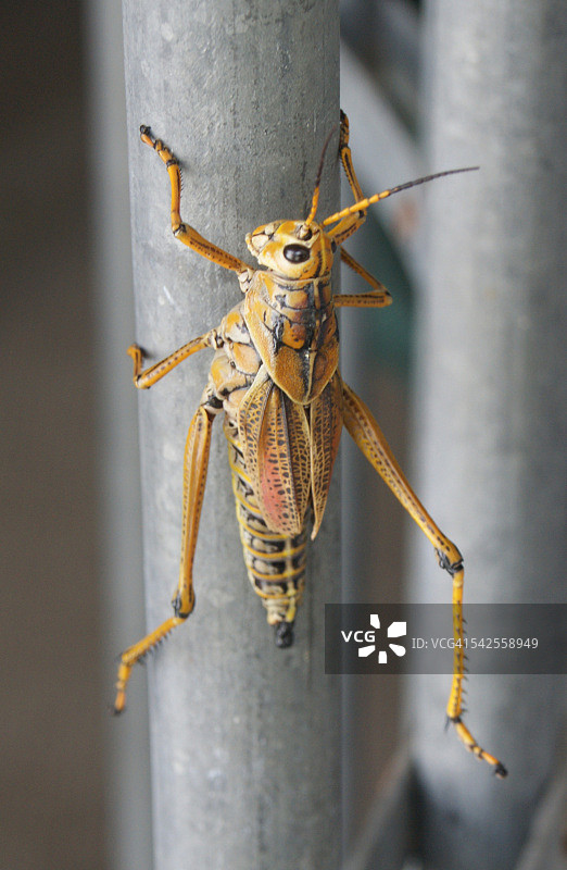 佛罗里达蟋蟀图片素材