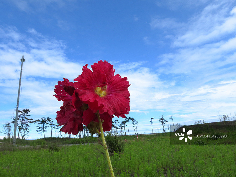 新生花朵图片素材