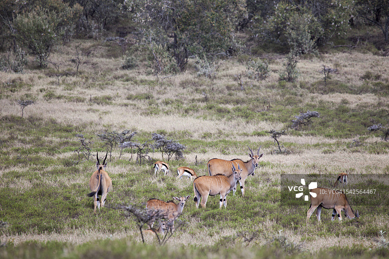 小群 Common Eland 羚羊在吃草图片素材