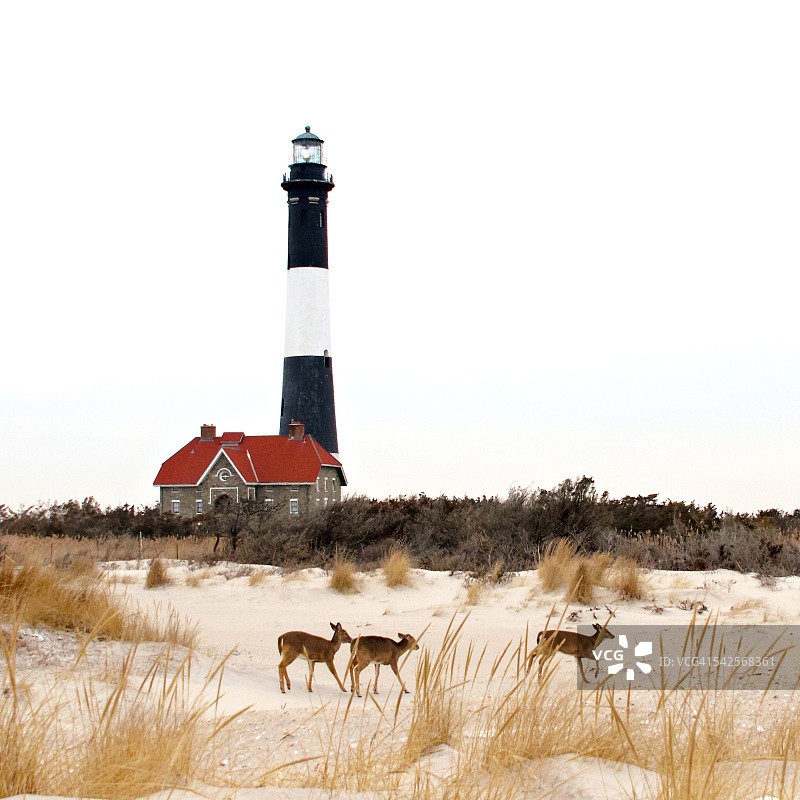火岛灯塔前的三只鹿图片素材