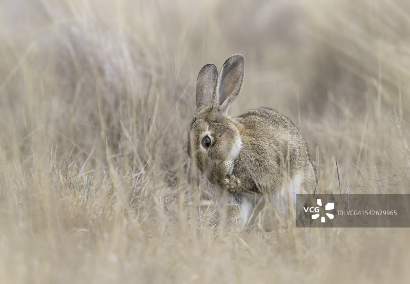野生兔子梳理毛发图片素材