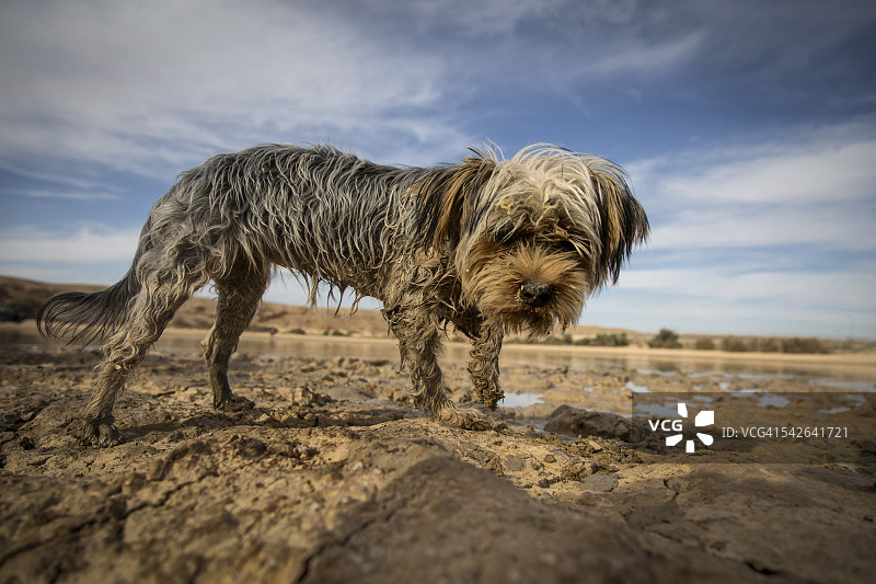 站在泥地里的又湿又脏的狗图片素材