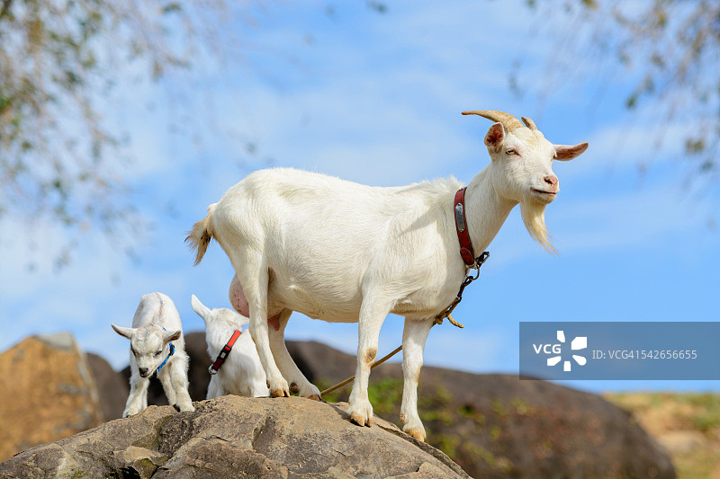 山羊一家图片素材
