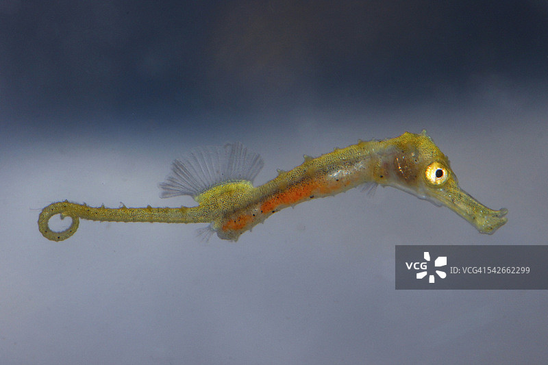 小海马图片素材