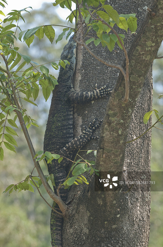 巴灵顿峰顶树林中的显示器图片素材