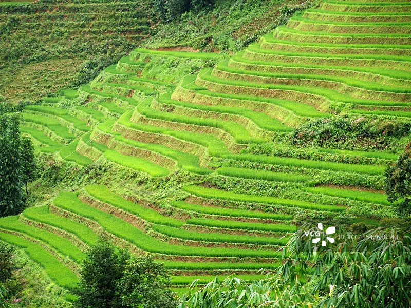 沙巴的梯田图片素材