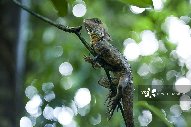 丹特里雨林中的博伊德森林龙图片素材