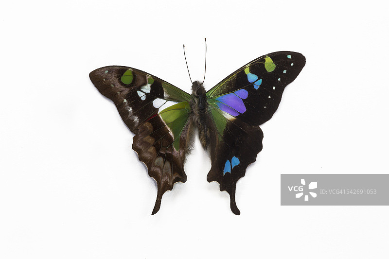 色彩鲜艳的蝴蝶图片素材