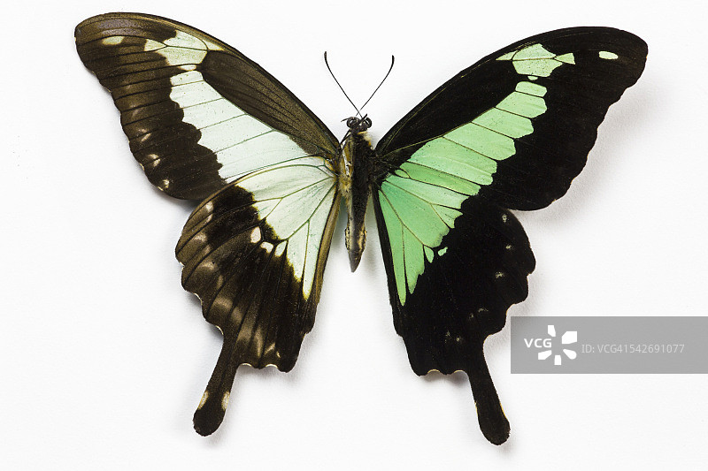 非洲燕尾蝶图片素材