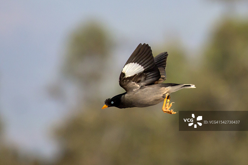 飞行中的丛林八哥图片素材