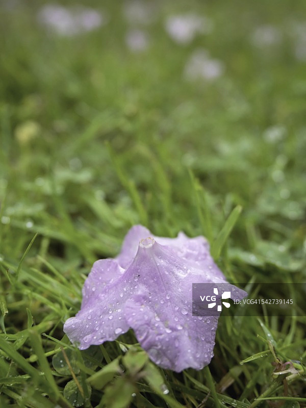 开花的杜鹃花灌木图片素材