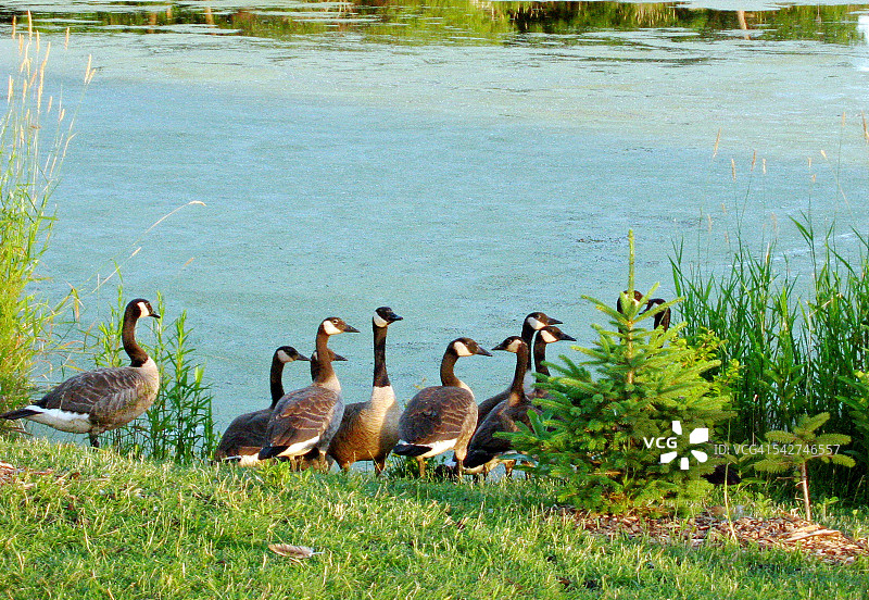 明尼苏达州的夏天与鹅群图片素材