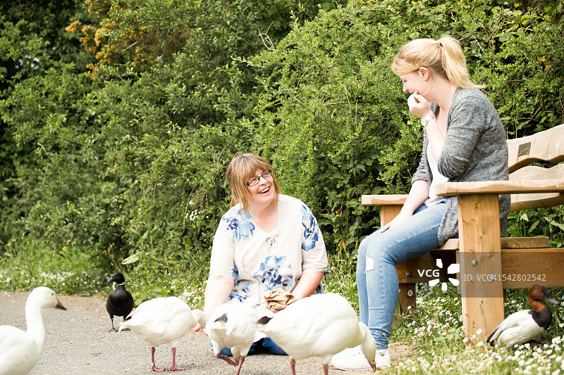 两位女性手喂白色鹅图片素材