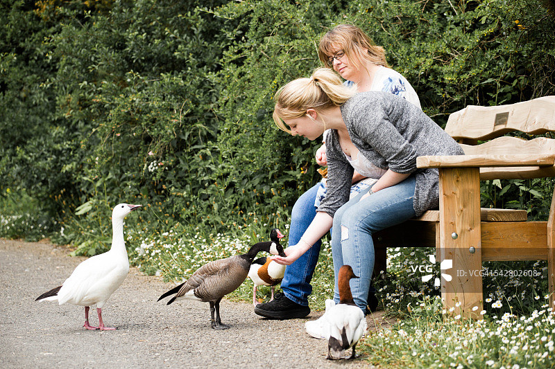 两位女性手喂白色鹅图片素材