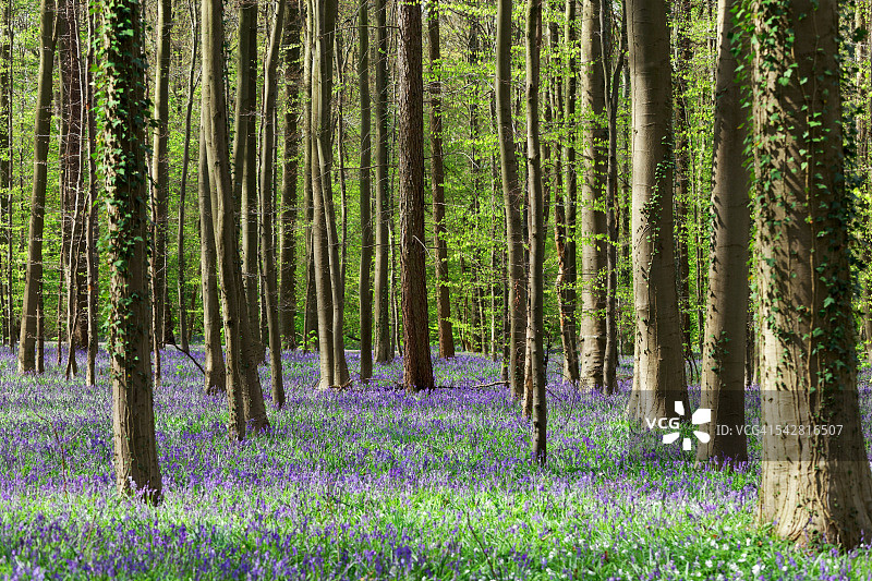 蓝色花朵森林图片素材