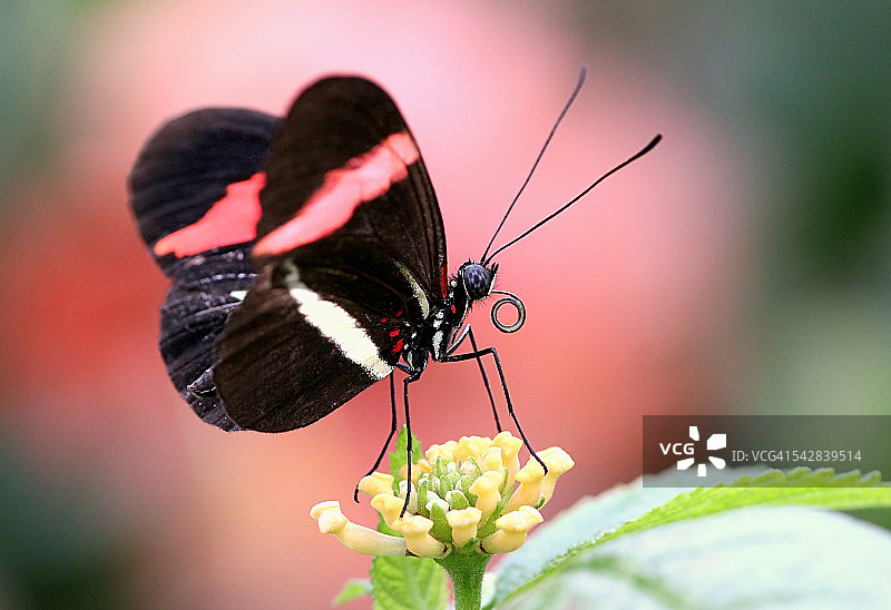 喂食红邮差蝴蝶图片素材