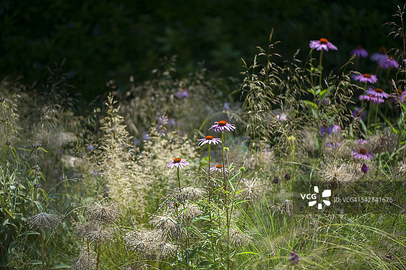 夏季花卉边框图片素材