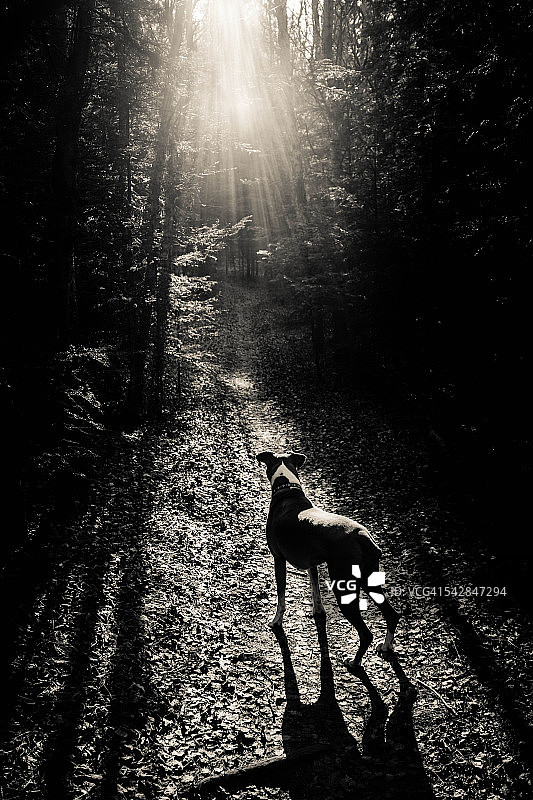 高对比度森林中带有镜头光晕和深阴影的拳师犬图片素材