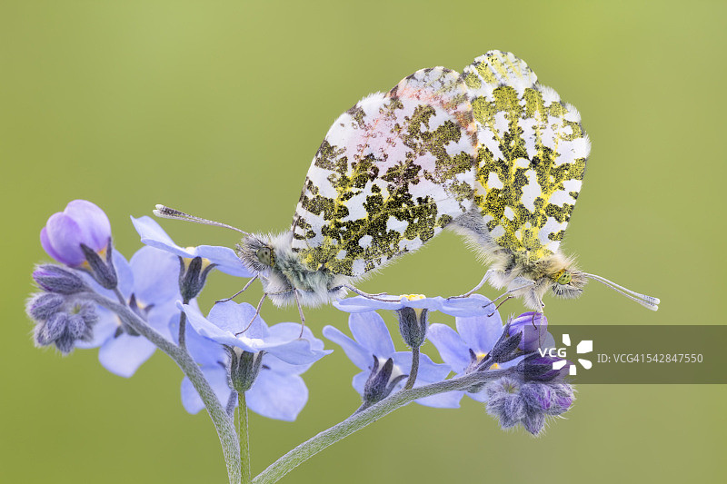 花上交配的蝴蝶特写——橙色尖端图片素材