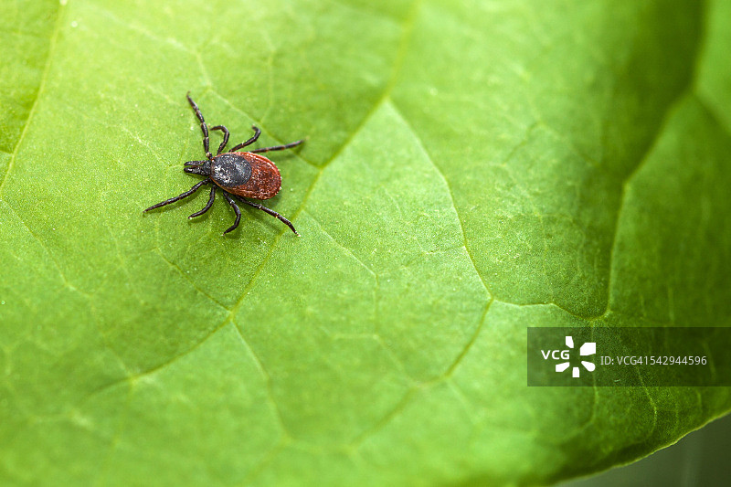 蓖子硬蜱图片素材