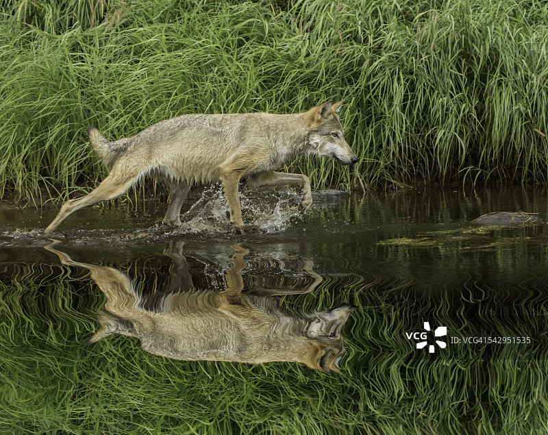 水中灰狼的倒影图片素材