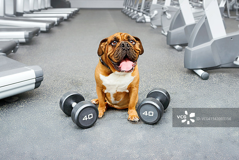 健身房里的美式斗牛犬和英式斗牛犬图片素材