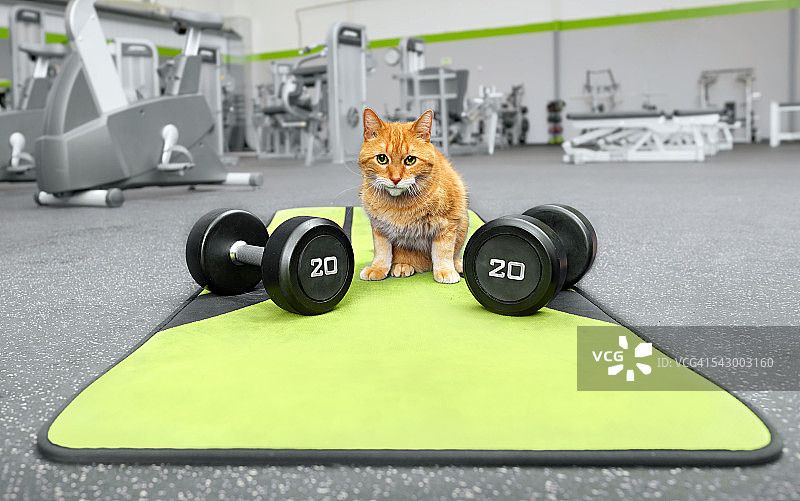 带负重的虎斑混血猫米洛图片素材