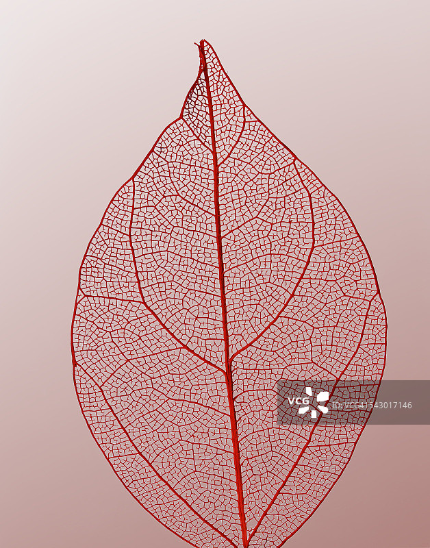 多叶脉的红色叶子图片素材