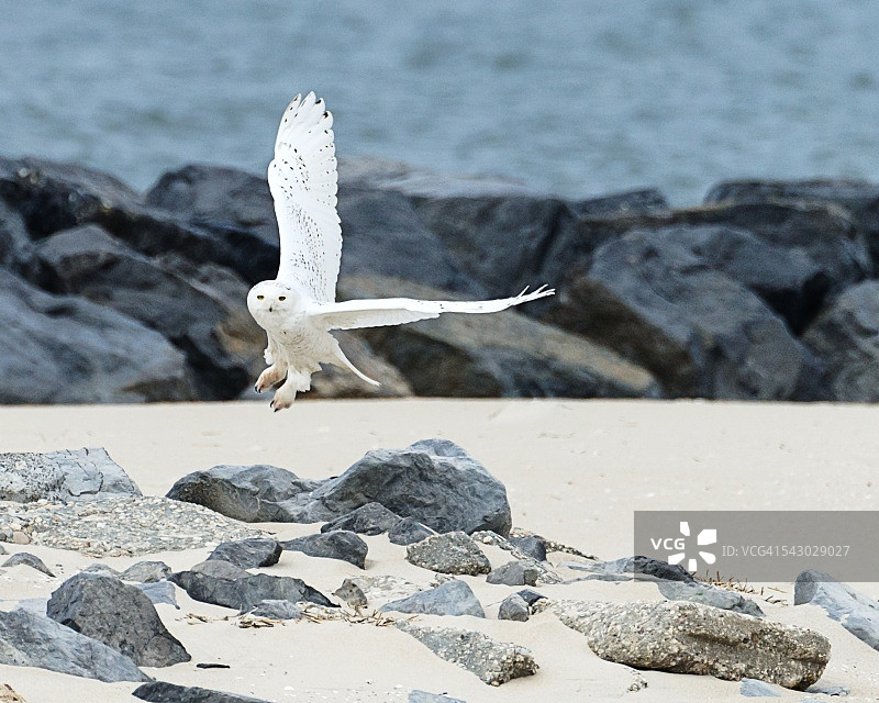 在琼斯海滩飞行的雪鸮图片素材