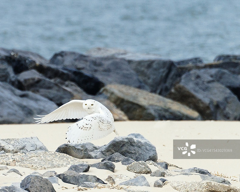 雪鸮飞行于长岛琼斯海滩图片素材