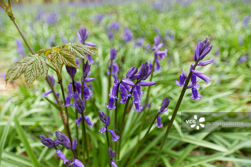 哈勒博斯森林的蓝铃花图片素材