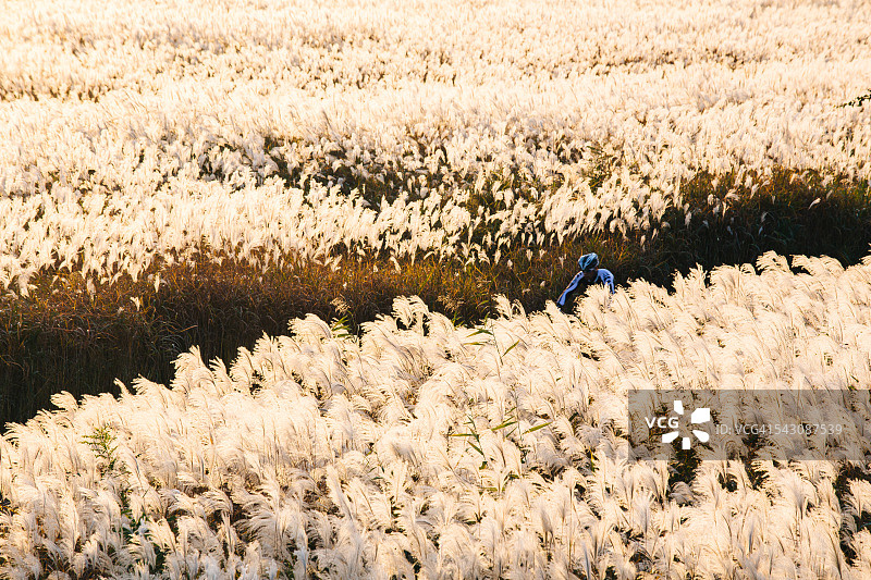在芒草田中骑行的男人们图片素材