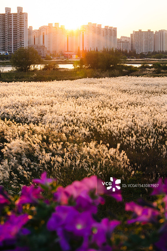 秋天的银色草地图片素材