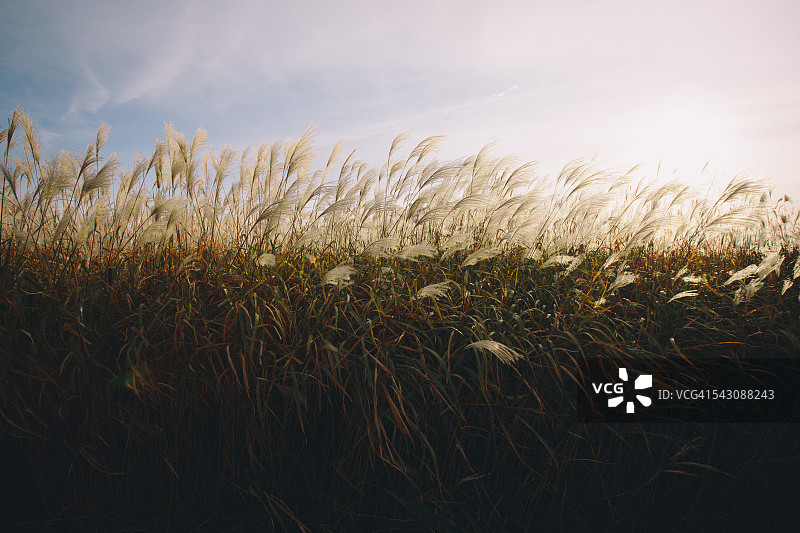 秋天的银色草地图片素材