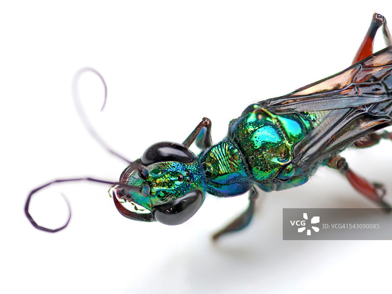 绿宝石蟑螂黄蜂图片素材