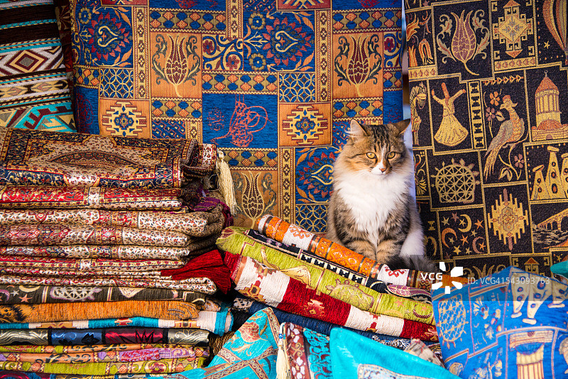 猫咪销售员图片素材