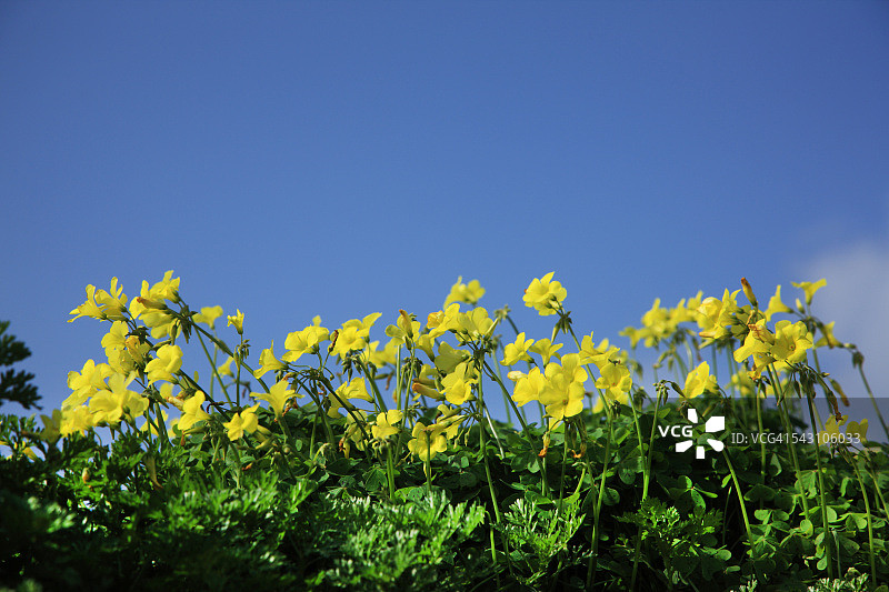 百慕大毛茛花图片素材