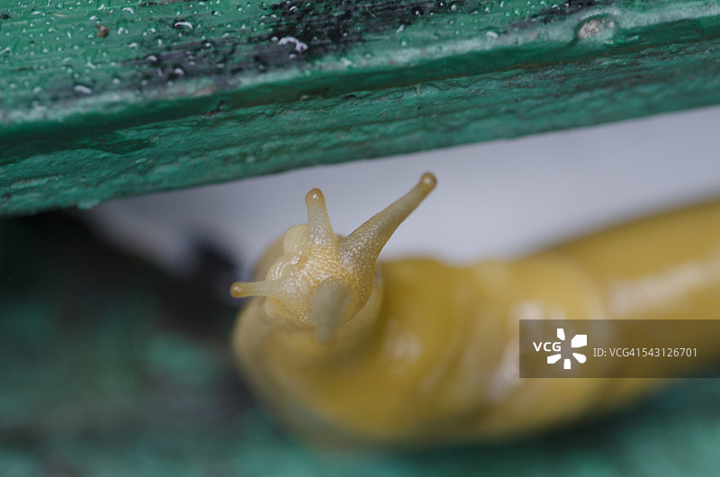 红杉国家公园潮湿的早晨，香蕉蛞蝓在桌子上缓慢爬行图片素材