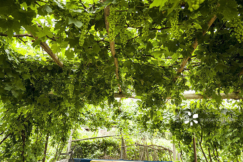 中国吐鲁番的葡萄沟图片素材