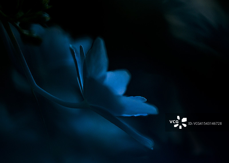 深蓝色闪亮绣球花图片素材