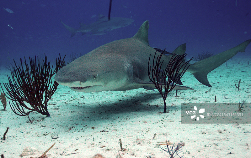 海底的柠檬鲨图片素材