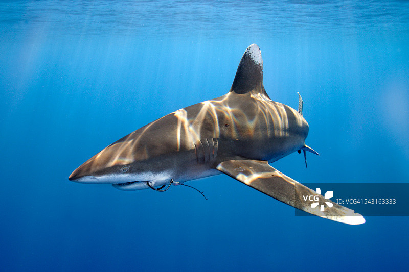 带鱼钩的远洋白鳍鲨图片素材
