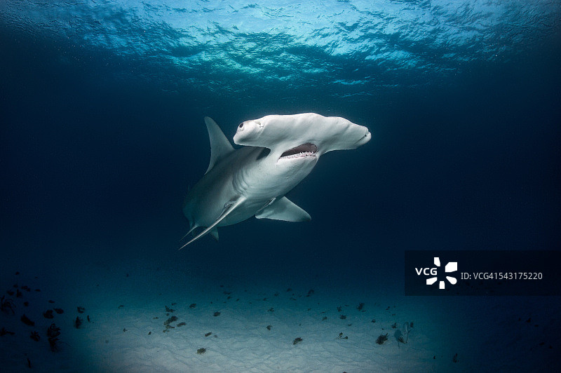 海洋中的锤头鲨图片素材