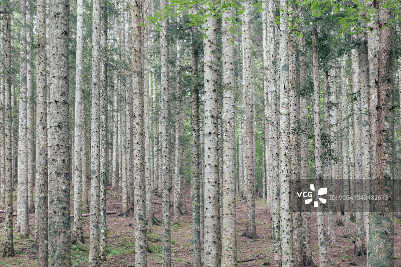 白色桦树图片素材