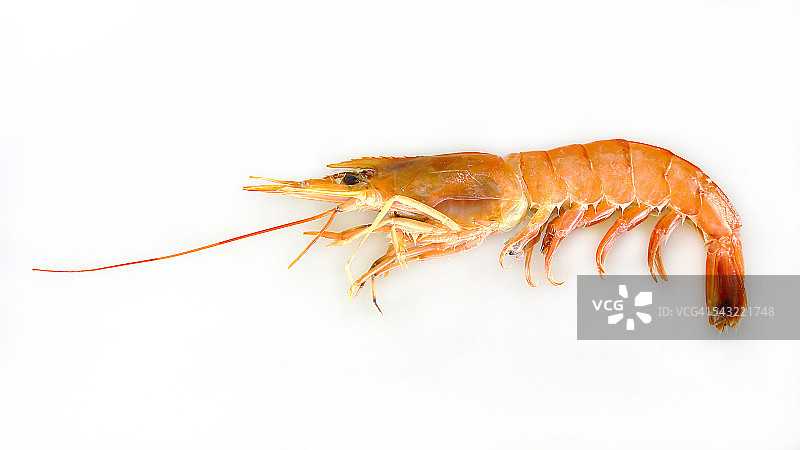 阿根廷红虾图片素材