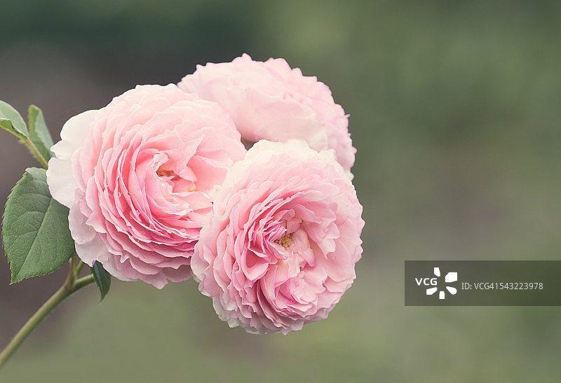 粉色玫瑰特写图片素材