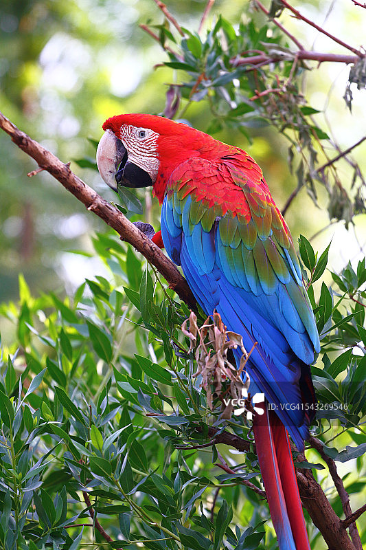 金刚鹦鹉鹦鹉图片素材
