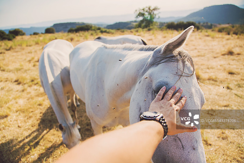 男子在加泰罗尼亚乡村欣赏白色骏马图片素材